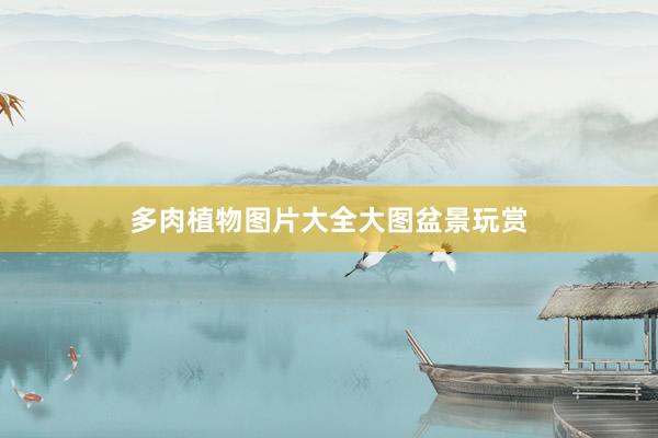 多肉植物图片大全大图盆景玩赏